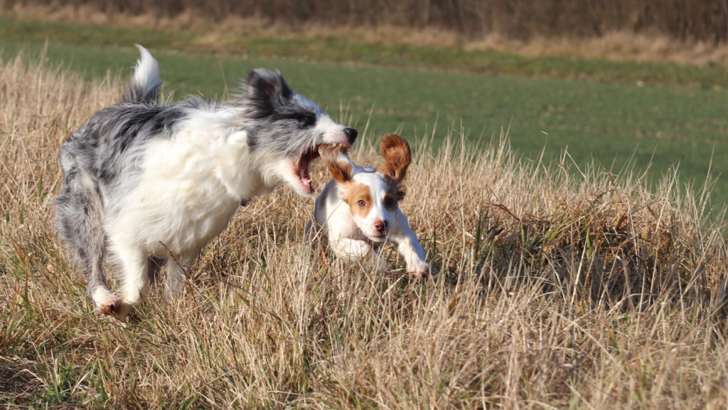 chiens qui jouent